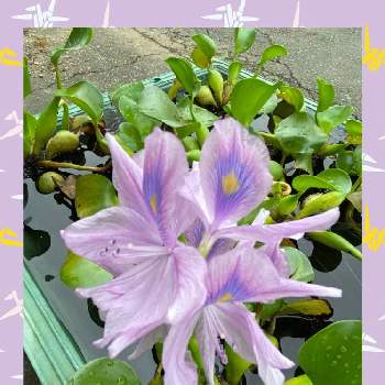 #水生植物のある暮らしの画像 by ひみつのアッコちゃんさん | お出かけ先と布袋葵(ホテイアオイ)と花のある暮らしと美しい花と#水生植物のある暮らしと我が家の池に