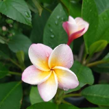 矮性種の投稿画像一覧 Greensnap グリーンスナップ