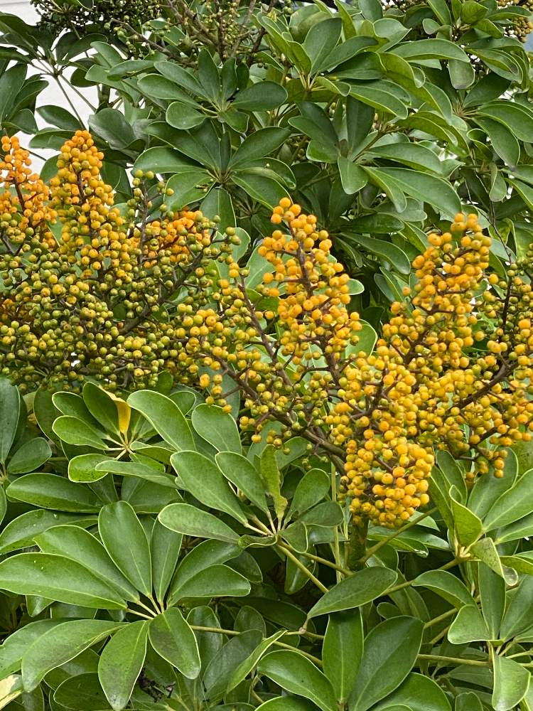 カポックの投稿画像 By Folioさん 花のある暮らしと植中毒 月7月24日 Greensnap グリーンスナップ