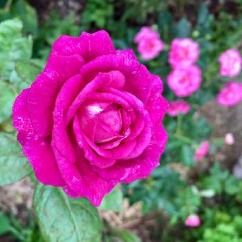 ドリュの画像 by Oasisさん | 小さな庭とガーデンとばら バラ 薔薇とミステリューズ薔薇と7月とマイガーデンとにわとおうち園芸とドリュと庭づくりと今朝の一枚と手づくりの庭とガーデニングとお庭とばら 薔薇 バラとバラ・ミニバラとバラを楽しむ