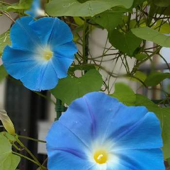 フリューブルーの画像 by ひろし✡️〃さん | 広い庭とアサガオと天上の蒼と地植えと今日のお花とおうち園芸とフリューブルーと青い花マニアと青い朝顔マニア