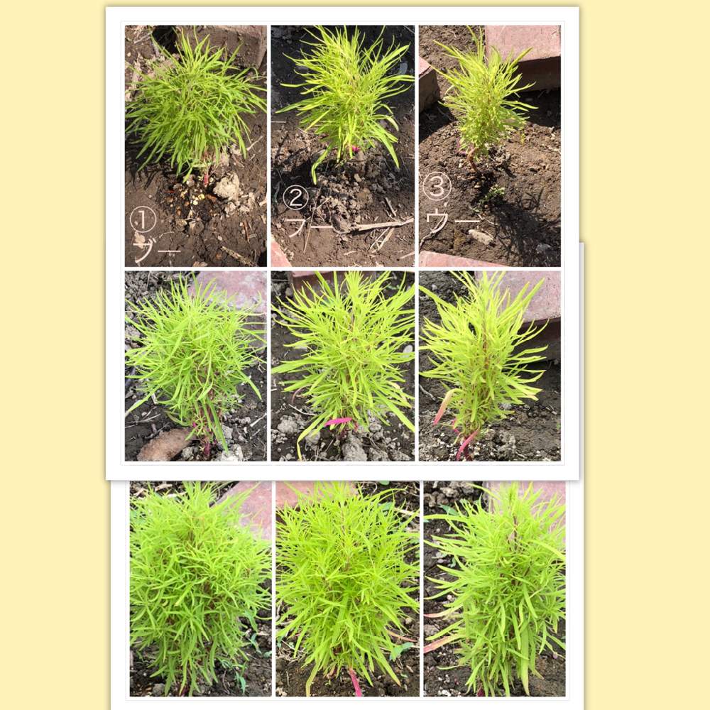 コキアの投稿画像 By 家花烏さん コキアのブー フー ウーくん達 月7月24日 Greensnap グリーンスナップ