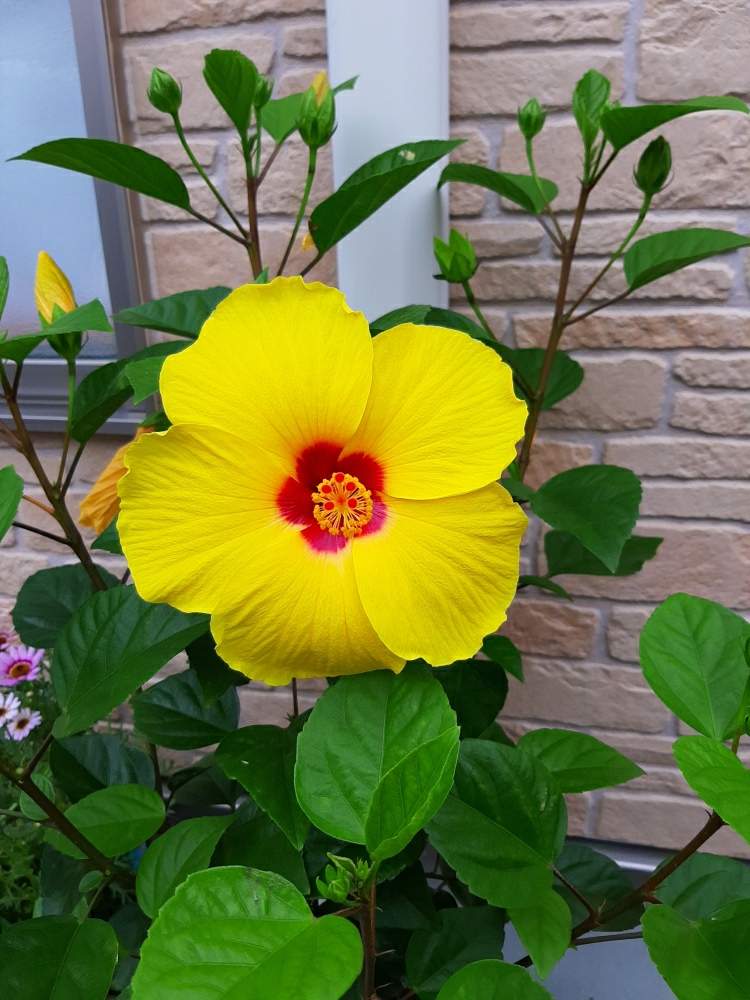 ハイビスカスの投稿画像 By あつともさん 月7月24日 Greensnap グリーンスナップ