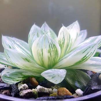 ハオルチア 花火の投稿画像一覧 Greensnap グリーンスナップ