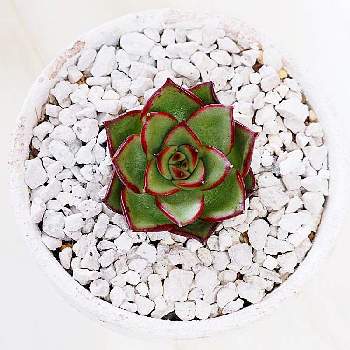 多肉の梅雨対策の投稿画像一覧 Greensnap グリーンスナップ