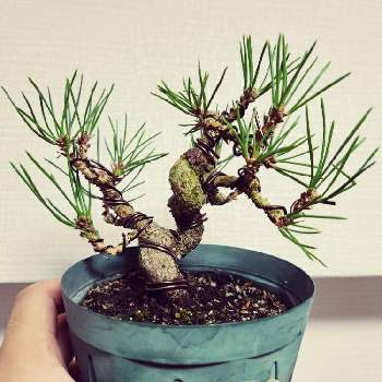 葉透かしの投稿画像一覧 Greensnap グリーンスナップ