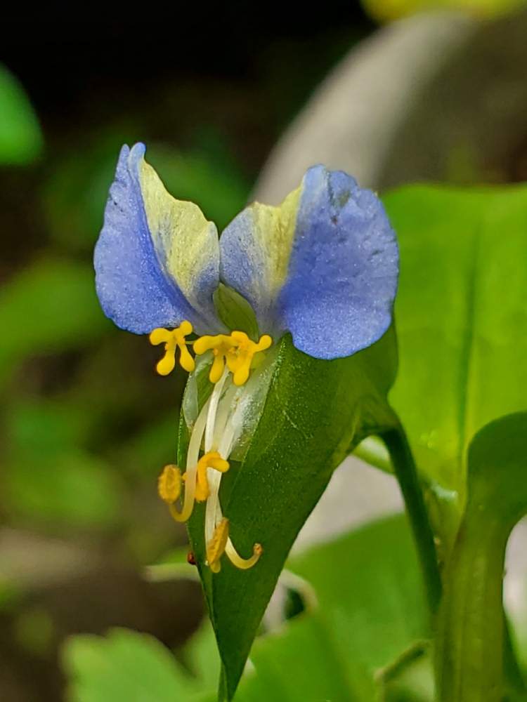 ツユクサの投稿画像 By ゆりさん ツユクサ科とツユクサの花 月7月24日 Greensnap グリーンスナップ