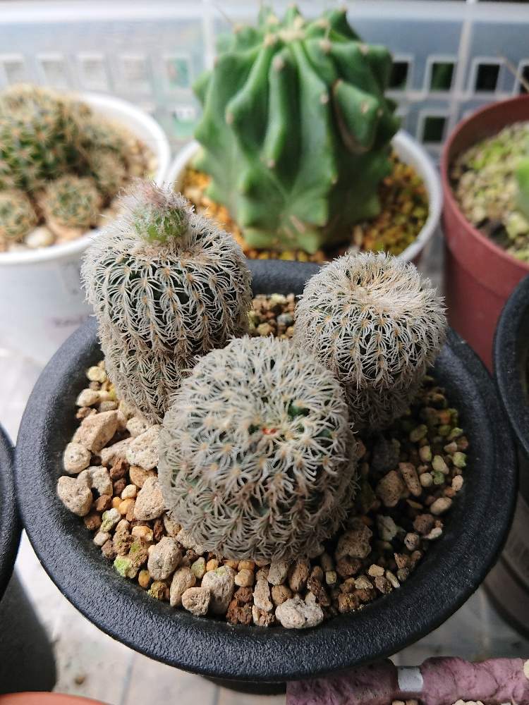 サボテン科の投稿画像 By まんまるねこさん サボテン とデンシスピナとバルコニー ベランダとサボテン科とサボテン 月7月24日 Greensnap グリーンスナップ Greensnap グリーンスナップ