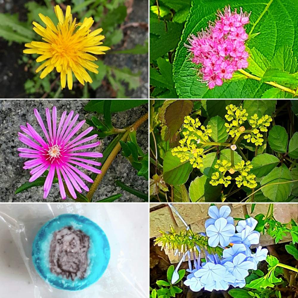 マツバギクの投稿画像 By Hydrangea1112さん ルリマツリとタンポポとシモツケ とヤブガラシとアマビエ飴と飛騨市の皆さんにエールを と熊本県の皆さんにエールを と新型コロナウィルスに負けるなとコロナに負けるな とコロナおしりペンペン ὢ と下呂市の