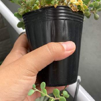 カラフトミセバヤの投稿画像一覧 Greensnap グリーンスナップ