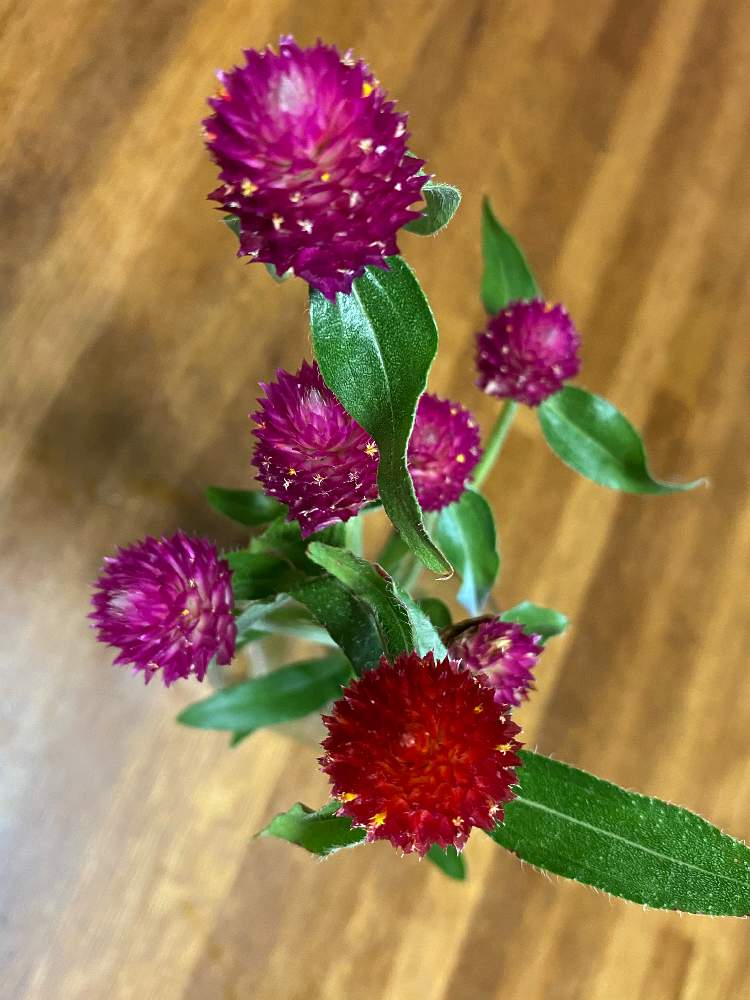 千日紅の投稿画像 By ししおどしさん 部屋 月7月24日 Greensnap グリーンスナップ Greensnap グリーンスナップ