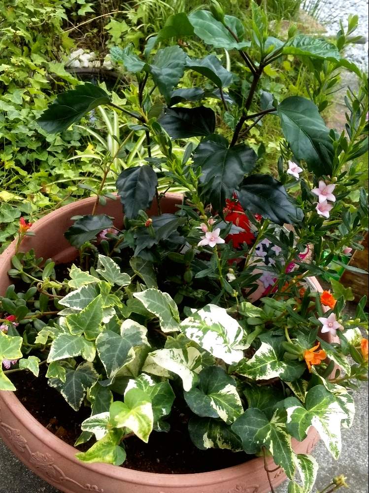 ハイビスカスの投稿画像 By ゆみゅさん ヘデラとポーチュラカとサザンクロスと寄せ植えとなつとおうち園芸と花のある暮らしと小さな花と小さなお庭 月7月24日 Greensnap グリーンスナップ