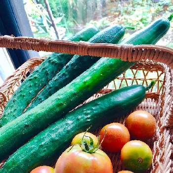 キレイなグリーン色の画像 by leosun♡35さん | 窓辺とキュウリとトマトとおうちde菜園と夏野菜収穫物2020と伸びるキュウリとキレイなグリーン色と大収穫！とうれしい気分♪と赤いトマト