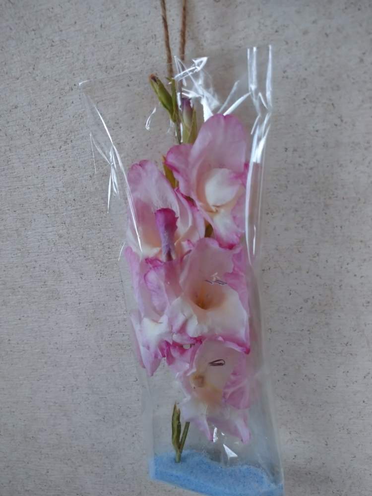 グラジオラス の投稿画像 By うさぎさん シリカゲルドライ と癒し系と可愛い とピンク色 と花のある暮らし 月7月24日 Greensnap グリーンスナップ