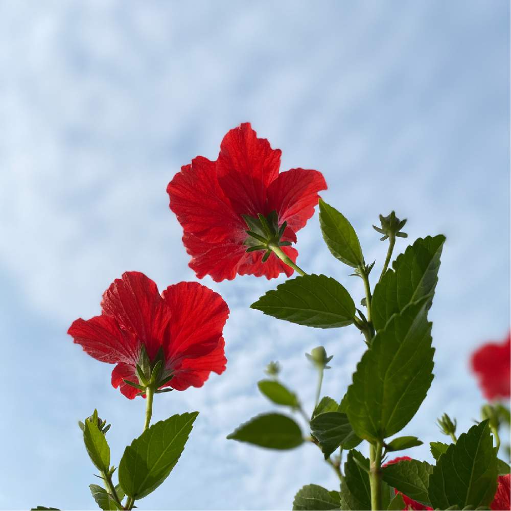 ハイビスカスの投稿画像 By Achicomさん 夏の花とハイビスカス咲きましたとおうち園芸と夏の空とハイビスカス とバルコニー ベランダとpwフォトコンと夏の花とハイビスカス咲きましたとおうち園芸と夏の空とハイビスカスとpwフォトコン 月7月24日