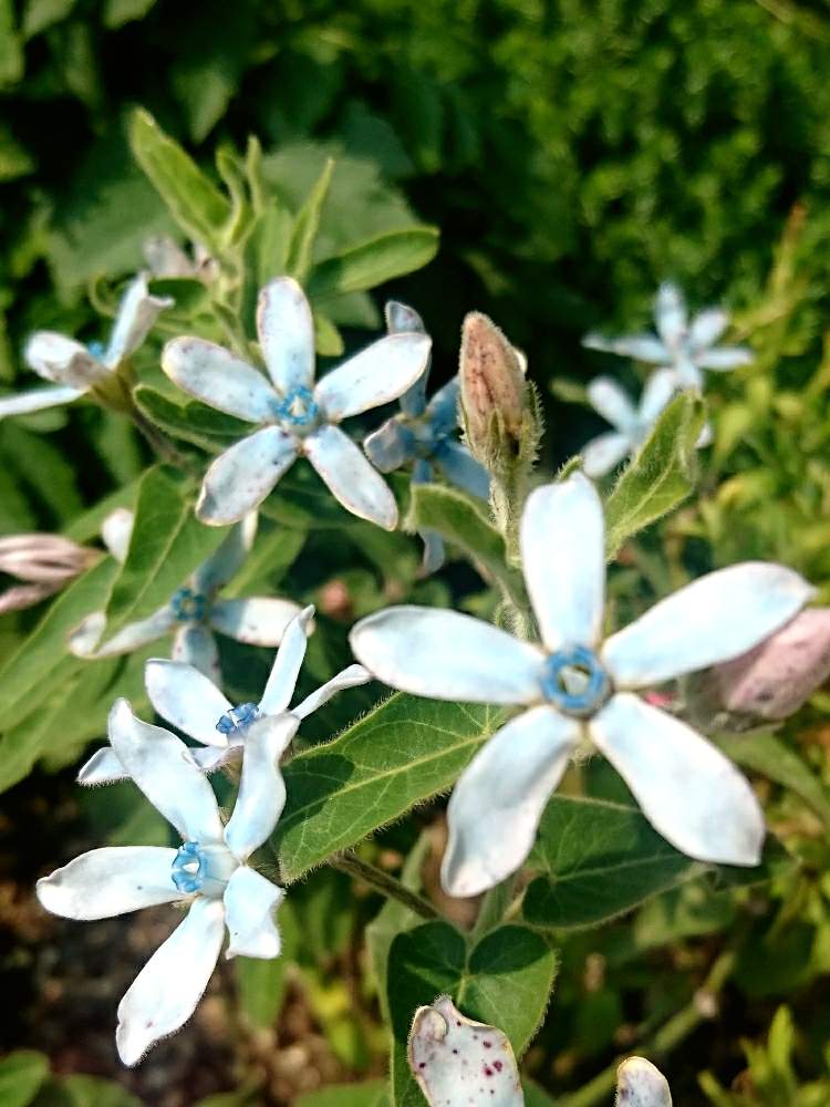 ブルースターの投稿画像 By さくらさん 夏の公園と青いお花と夏の花と癒し と公園散歩と散歩中 月7月24日 Greensnap グリーンスナップ