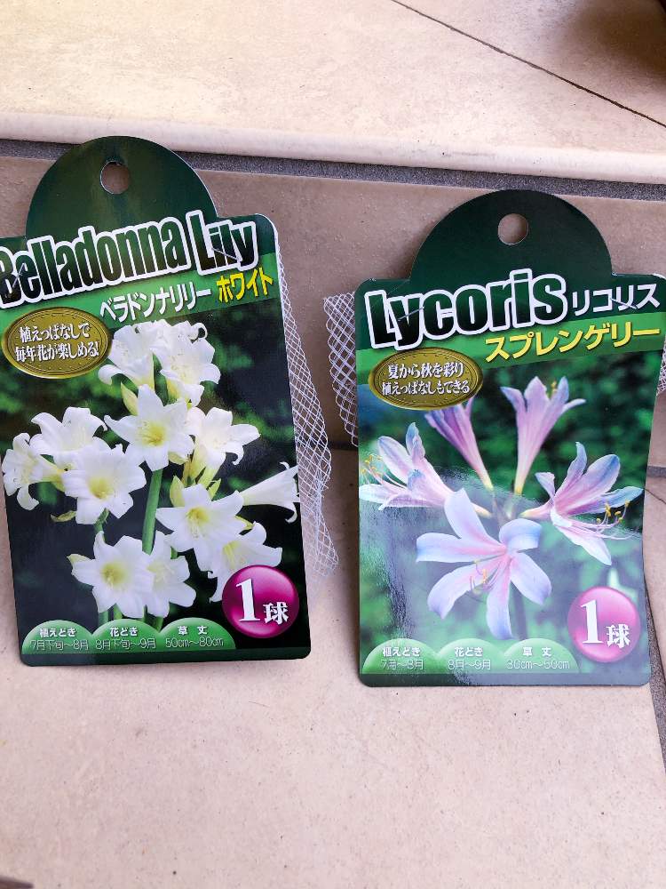 ベラドンナリリーの投稿画像 By りんごさん リコリス スプレンゲリー 月7月24日 Greensnap グリーンスナップ