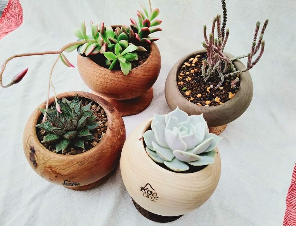 多肉植物の投稿画像 By Koe Lab さん フレキシブルとサボテン とベランダガーデンとおうち園芸とぽってり鉢とエケベリア ローラと寄植えとエケベリア属と多肉植物とサボテンと可愛い植木鉢と植木鉢探し中と部屋を飾る 月7月24日 Greensnap グリーンスナップ