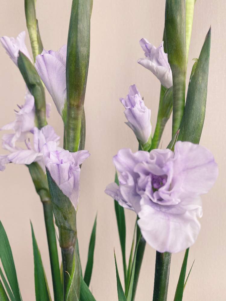 グラジオラス ミルカ の投稿画像 By 白蓮さん 月7月24日 Greensnap グリーンスナップ