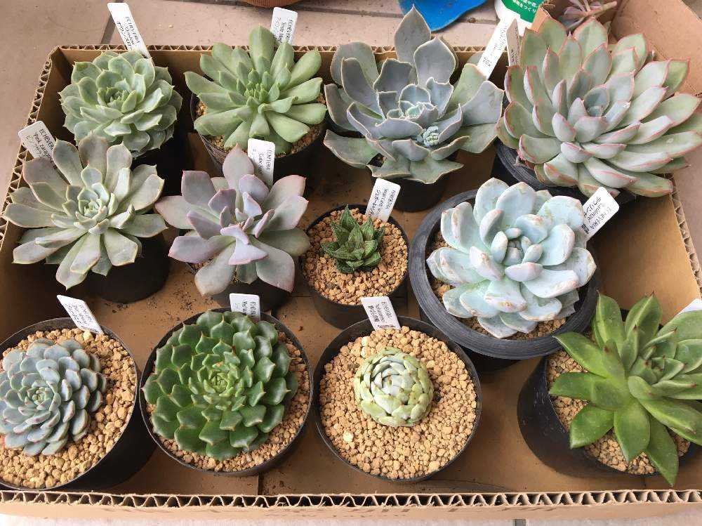 Succulents Hitotukiへ行ってきました Greensnap グリーンスナップ