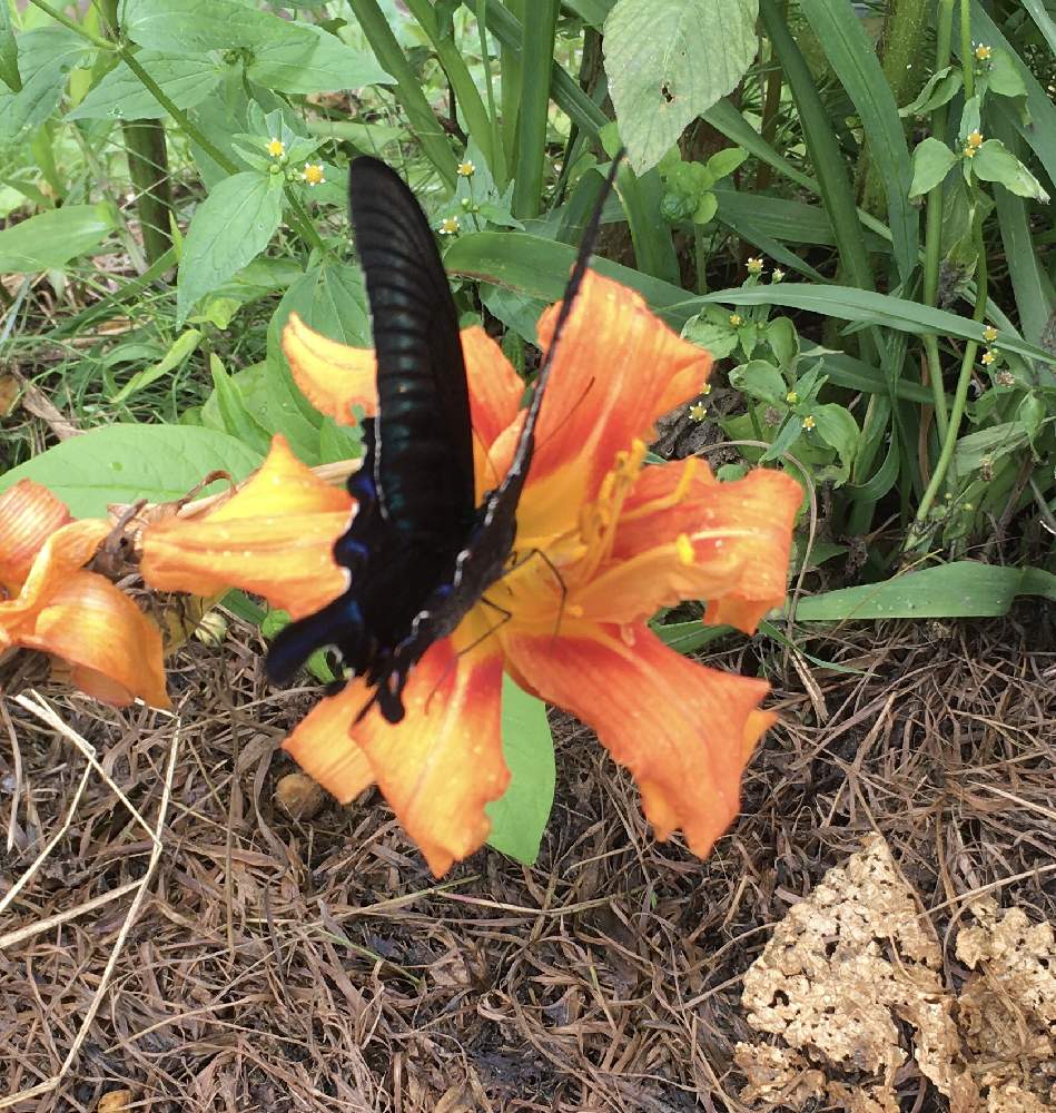 みいちゃさんの投稿画像 月7月24日 Greensnap グリーンスナップ