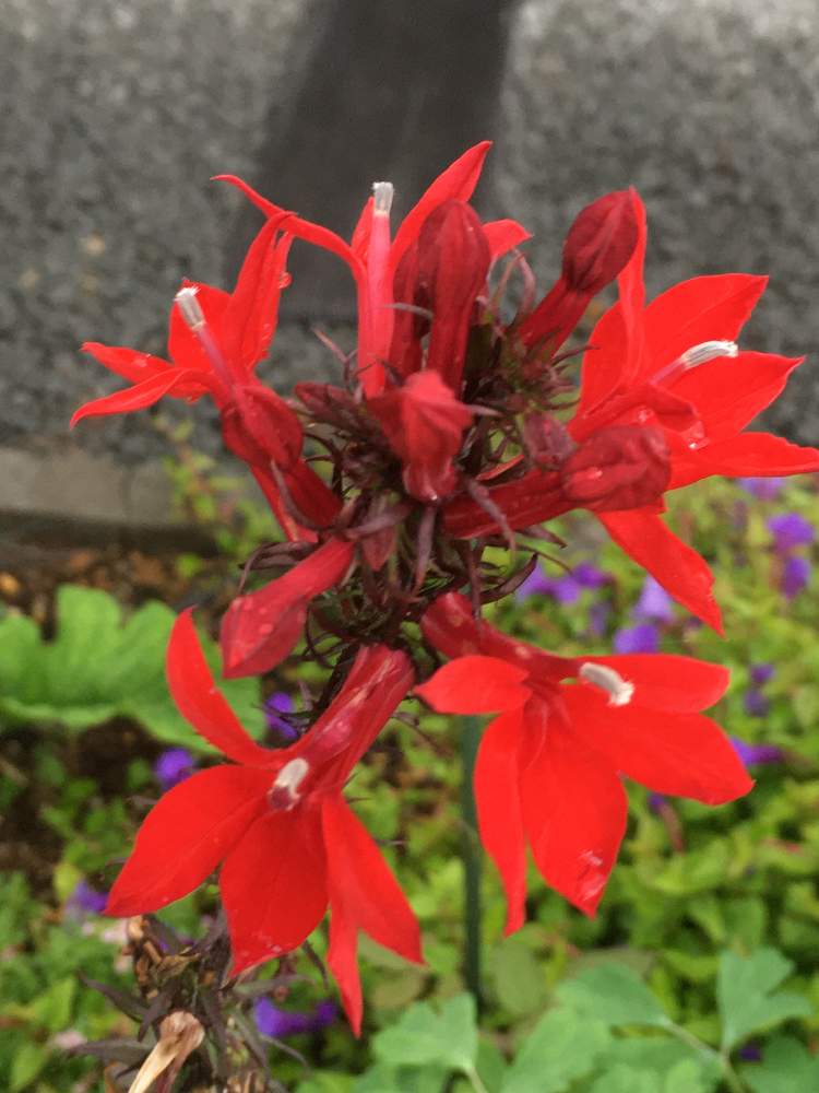 宿根ロベリア スターシップ スカーレットの投稿画像 By クッキーさん 赤い花とガーデニングとはなのある暮らしと小さな庭と植えっぱなしと宿根草 と赤い花とガーデニングとはなのある暮らしと植えっぱなしと宿根草 月7月24日 Greensnap グリーンスナップ