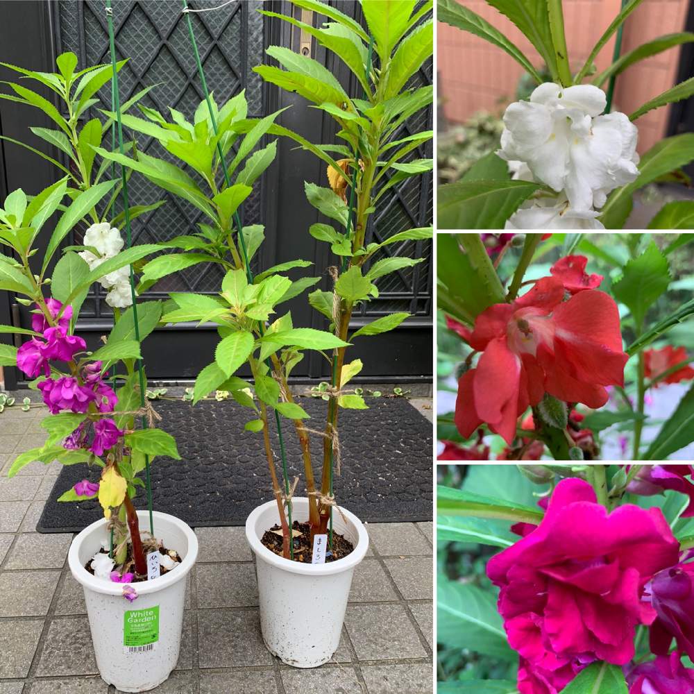 鳳仙花の投稿画像 By にぬさん 開花と開花中とおうち園芸と赤い花と鉢植えと花のある暮らしと白い花 月7月24日 Greensnap グリーンスナップ