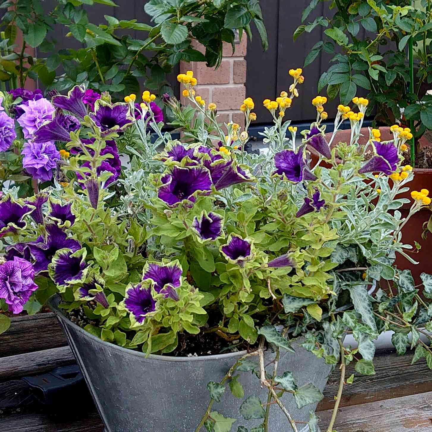 ペチュニアの投稿画像 by かいえさん｜小さな庭と寄せ植えと鉢植えと