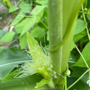 トウモロコシの雌花の投稿画像一覧 Greensnap グリーンスナップ