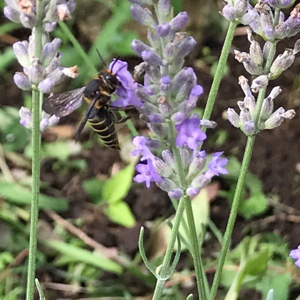 ラベンダーの投稿画像 By Pipiさん ハチと生活に花をとハーブはーぶと生活に草花とおうちde菜園とおうち園芸とガーデニングとお花のある生活と草花大好き 月7月24日 Greensnap グリーンスナップ