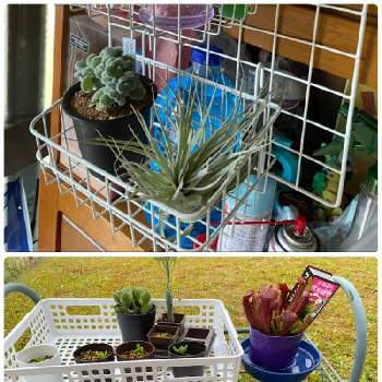 エケベリアフロスティー石化の投稿画像一覧 Greensnap グリーンスナップ