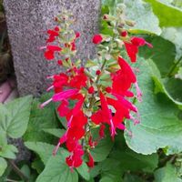 サルビアの画像