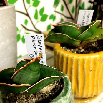 バナナ サンスベリアの投稿画像一覧 Greensnap グリーンスナップ