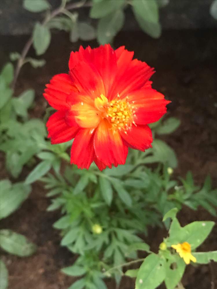 コスモスの投稿画像 By のりさん 小さな庭と庭の花とマイガーデンと新人さんと成長記録と花のある暮らしとかわいいと庭の花とマイガーデンと新人さんと成長記録と花のある暮らしとかわいい 月7月25日 Greensnap グリーンスナップ Greensnap グリーン