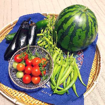 絵手紙の画材の投稿画像一覧 Greensnap グリーンスナップ