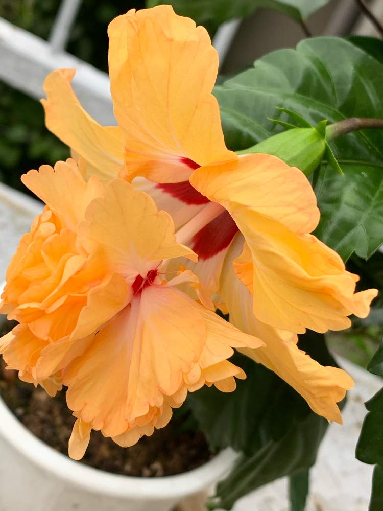 ハイビスカス サーモンピンクフラミンゴの投稿画像 By かずさん 素敵な薔薇のある暮らしとロザリアン と癒しとおうち園芸と鉢植え とお花大好き と花のある暮らしとなんでも無農薬有機栽培 月7月25日 Greensnap グリーンスナップ