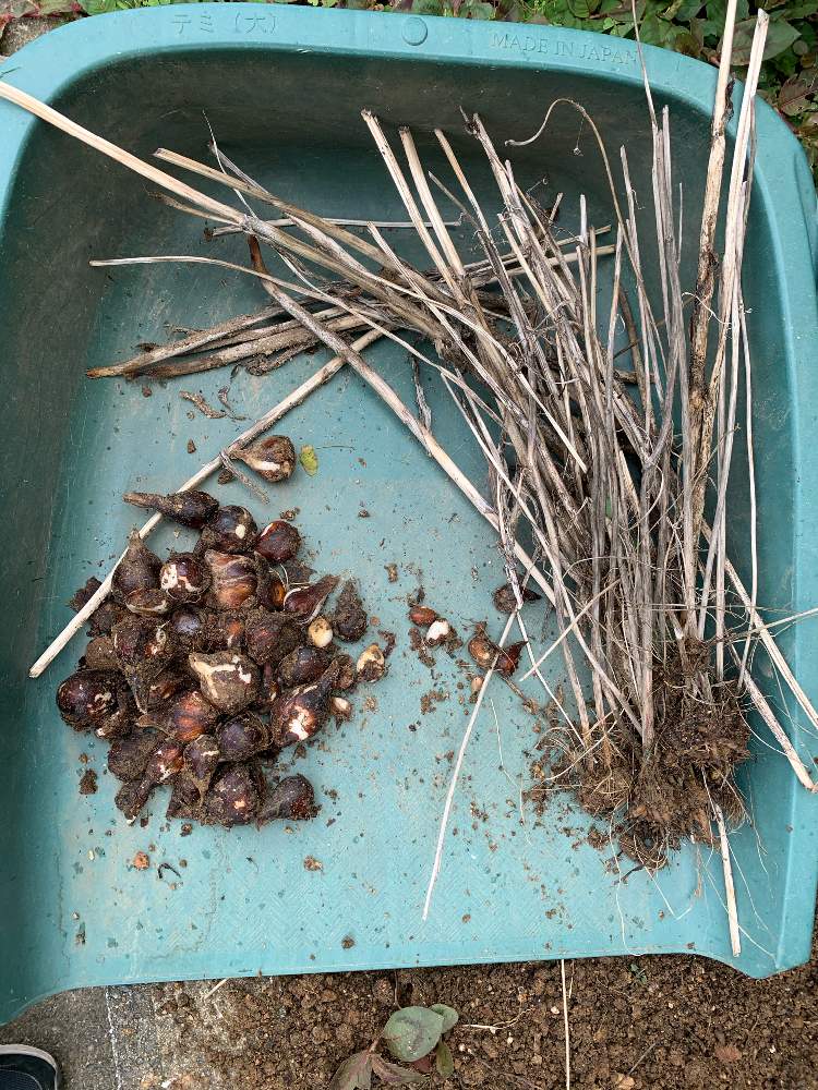 Gs映えの投稿画像 By Fuuhakuさん ナチュラルガーデンとgs日和とおうち園芸と チューリップと植中毒とナチュラルと球根と新潟と ラナンキュラスと アネモネと花は癒やし 月7月25日 Greensnap グリーンスナップ