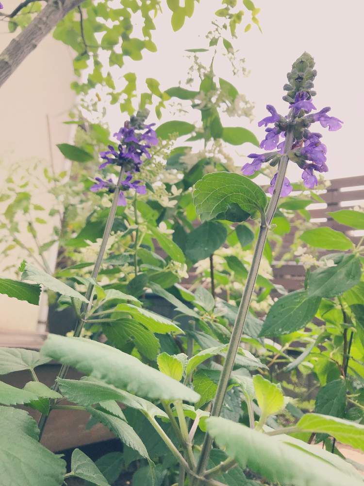 サルビア ビッグブルーの投稿画像 By ソラミさん 庭の花と紫色の花とナチュラルガーデンとおうち園芸とpwフォトコンと梅雨と夏に強い花とお花は癒し 月7月25日 Greensnap グリーンスナップ