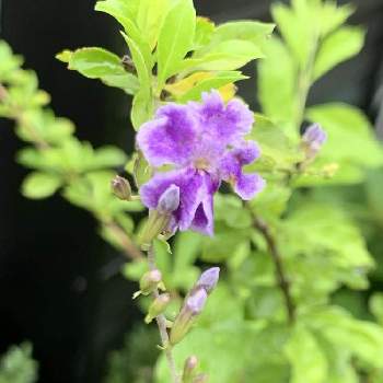 ジュランタ の投稿画像一覧 Greensnap グリーンスナップ ジュランタ の投稿画像一覧 Greensnap グリーンスナップ