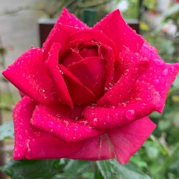 バラ　レジスマルコンの画像 by ポンポンさん | アプローチとバラ　レジスマルコンと2020年7月とおうち園芸と四季咲きと鉢植えとトゲが少ない