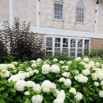 花の牧場の投稿画像一覧 Greensnap グリーンスナップ