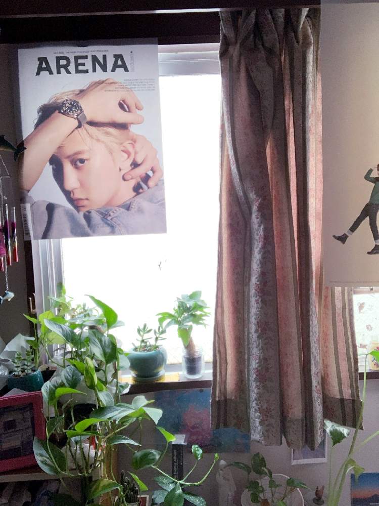 ジャングルの投稿画像 By Makicoさん ポトス と根っこと クワズイモと多肉女子とジャングル化計画と花のある暮らしと水差し とgreen Up と ポトス 月7月25日 Greensnap グリーンスナップ