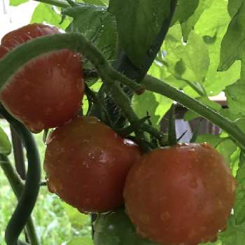 土嚢袋栽培の投稿画像一覧 Greensnap グリーンスナップ