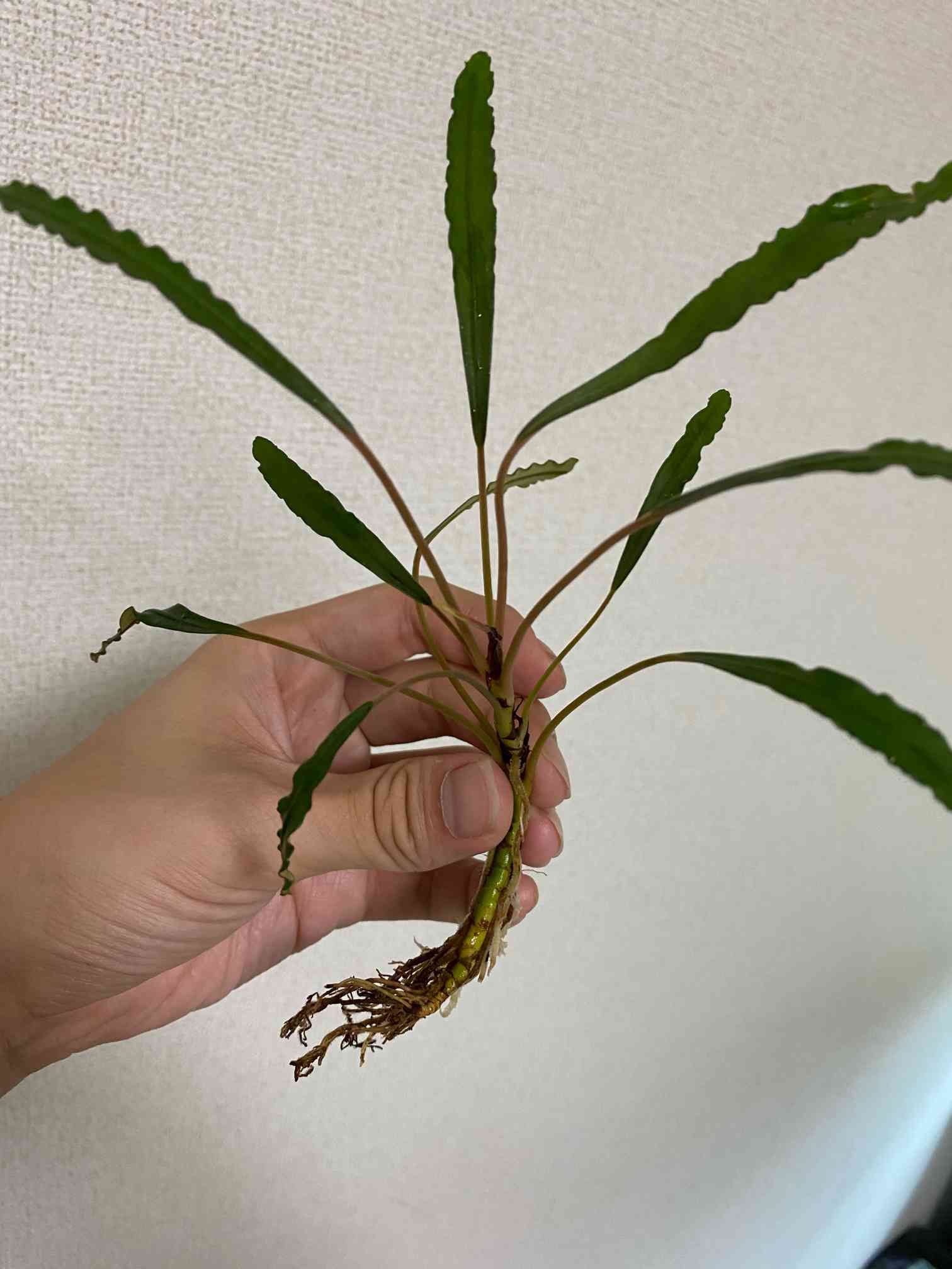 ブセファランドラspララズの一覧｜🍀GreenSnap（グリーンスナップ）