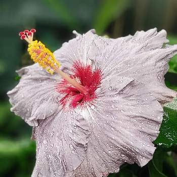 ハイビスカス　デニムブルーの画像 by くまちゃんさん | アプローチとハイビスカス　デニムブルーと雨の中とおうち園芸とブルーのお花と大好きな花とハイビスカスLoveと我が家の庭のお花と花のある暮らし