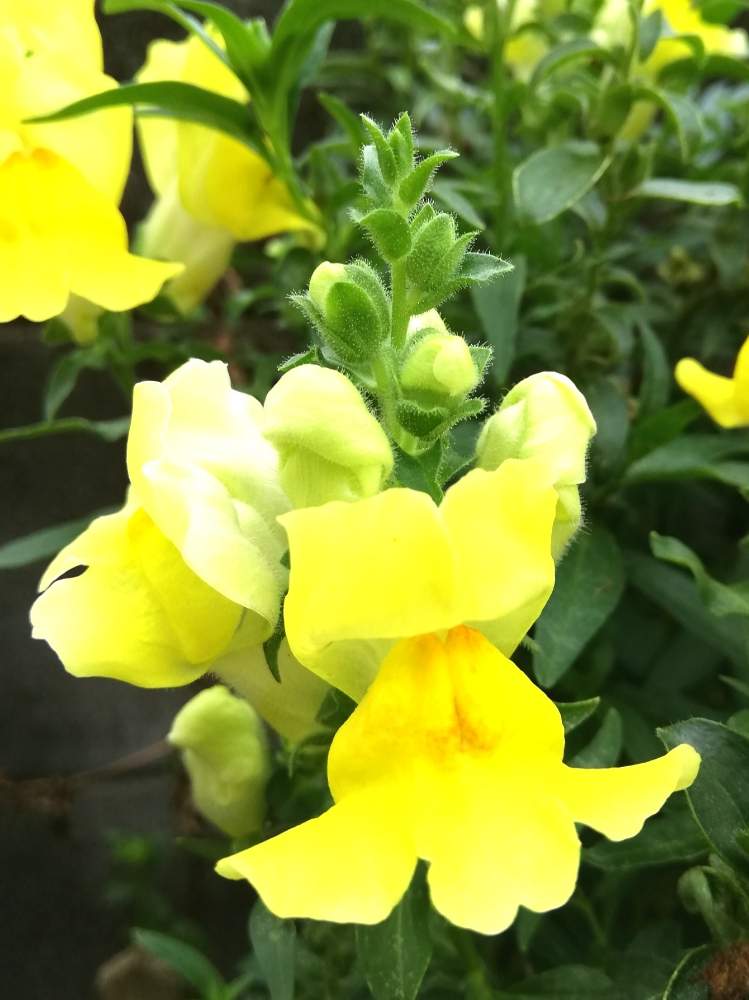 金魚草 切花用 の投稿画像 By メメさん 7月の庭と癒やしと7月の花とおうち園芸とハンギングと寄植えとハーブと黄色の花といけばなとガーデニングと花のある暮らしと切り花 月7月25日 Greensnap グリーンスナップ