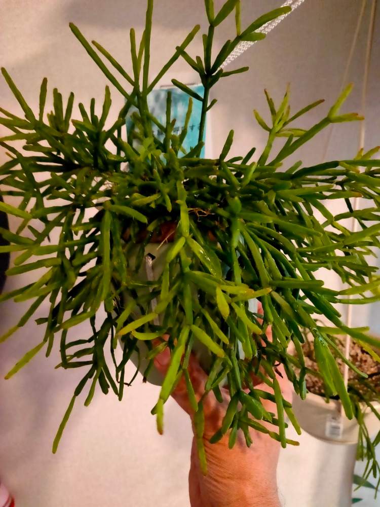 リプサリス エワルディアナの投稿画像 By はんくさん おうち園芸 月7月25日 Greensnap グリーンスナップ