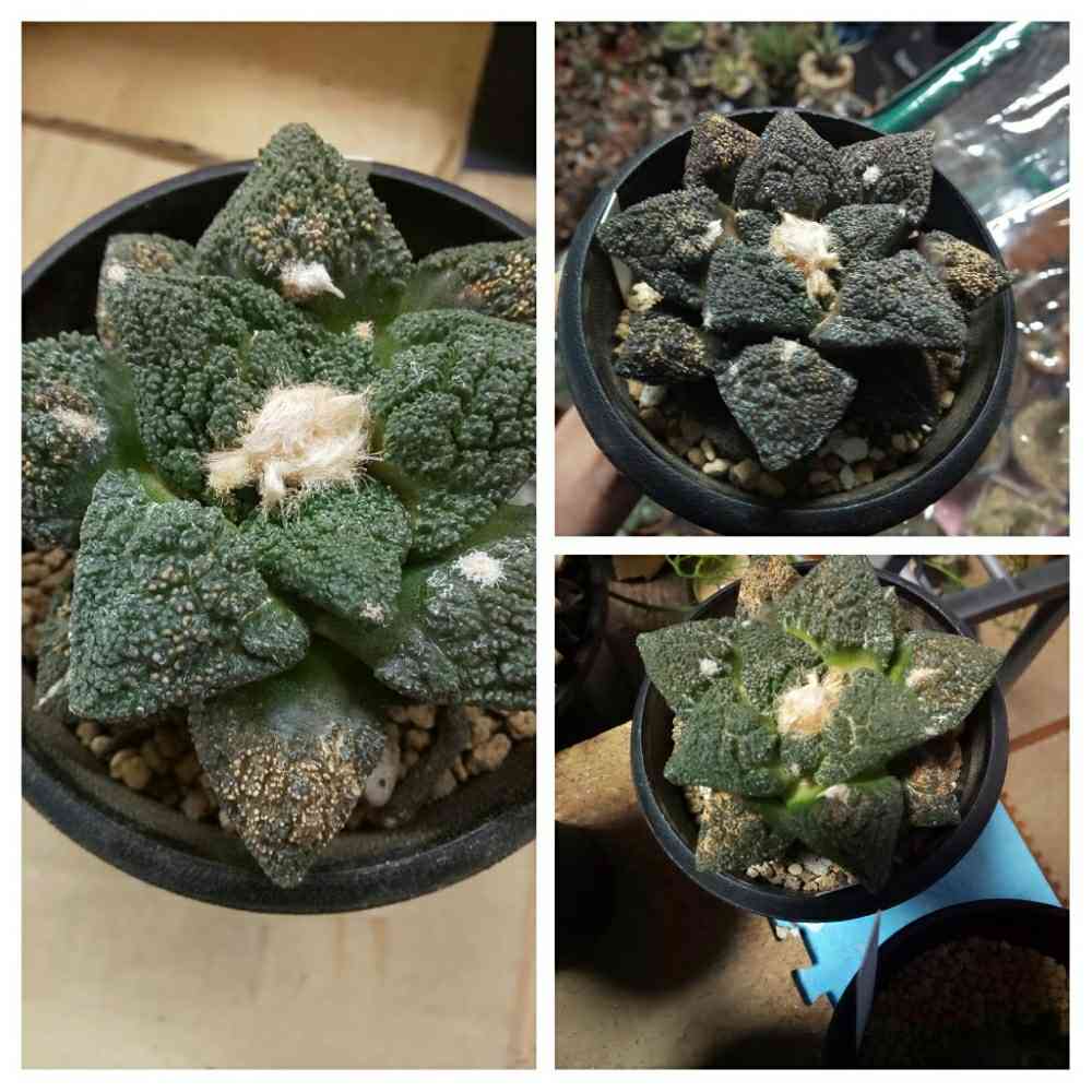 パキケレウス　武輪柱綴化 パキケレウス 武輪柱綴化 パキケレウス 武倫柱 Pachycereus