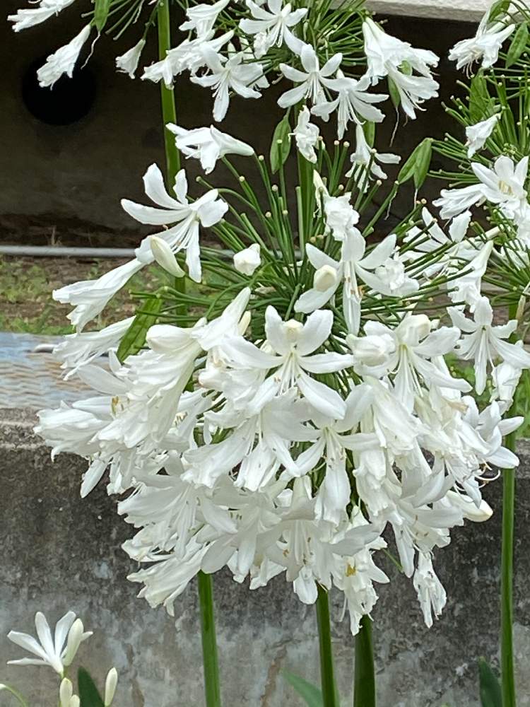 アガパンサス白花の投稿画像 By くるみんさん 今日の花と被災地の皆様にエールとコロナの早い終息を 月7月25日 Greensnap グリーンスナップ