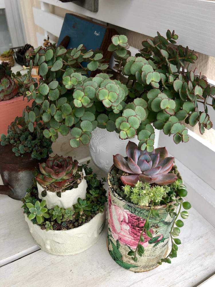 ミセバヤ成長記録｜🍀GreenSnap（グリーンスナップ）